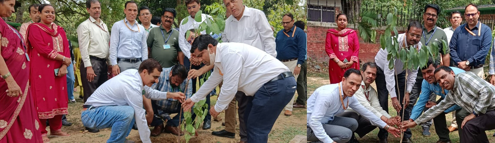 Plantation at Lodhi Road